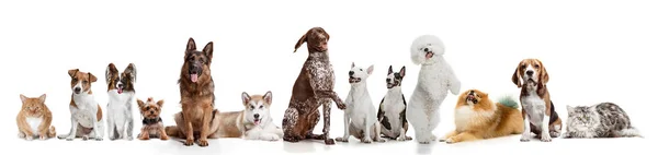 Differents psy patrząc na kamery na białym tle na białym tle — Zdjęcie stockowe