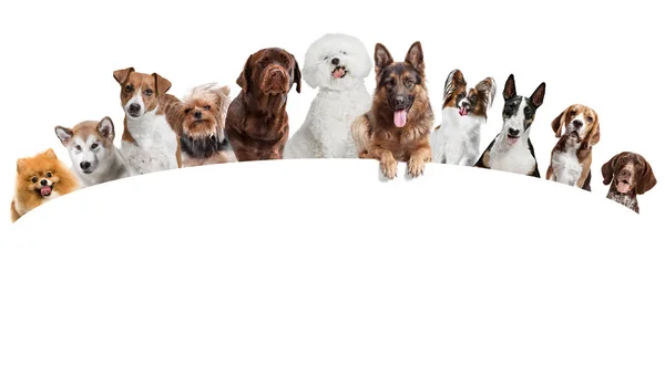 Différents kutyák látszó-on fényképezőgép, elszigetelt fehér background — Stock Fotó