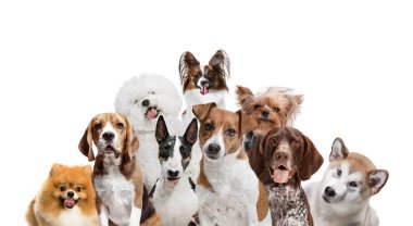 Beyaz bir arka plan üzerinde izole kamera bakarak değişik köpekler
