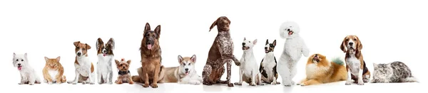 Различные собаки, смотрящие в камеру на белом фоне — стоковое фото