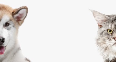 Bir köpek ve kedi kameraya seyir komik resim
