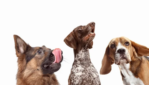 Close-up fotos da cabeça de quatro cães felizes e sorridentes de raças diferentes — Fotografia de Stock