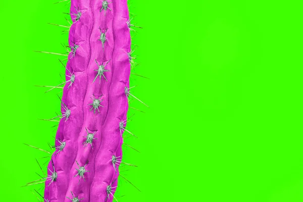 Cactus mode scenografi. Minimal porträtt. Trendigt ljusa färger. — Stockfoto
