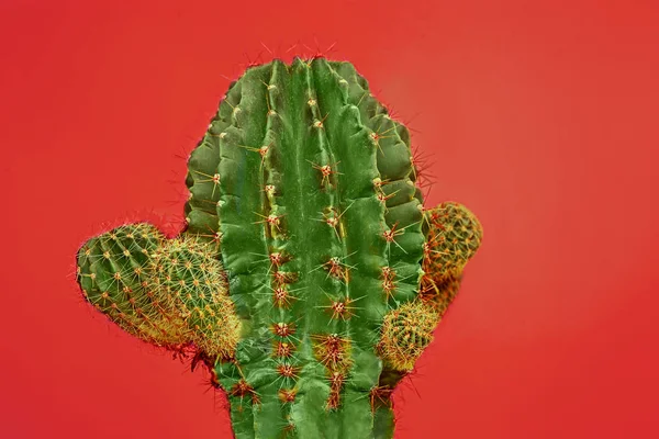 Cactus divat díszlet. Minimális Stillife. Divatos, élénk színek. — Stock Fotó