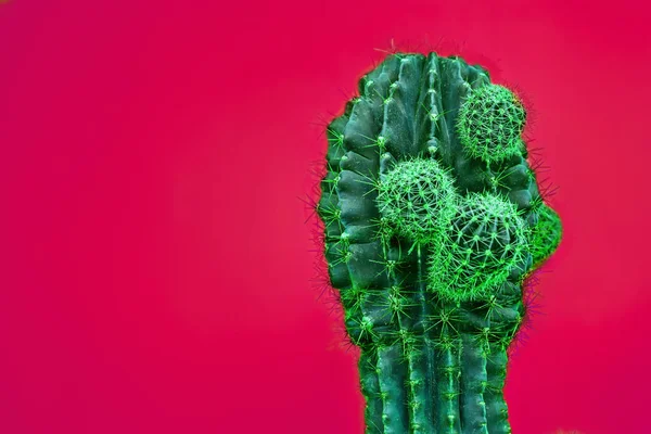 Cactus divat díszlet. Minimális Stillife. Divatos, élénk színek. — Stock Fotó