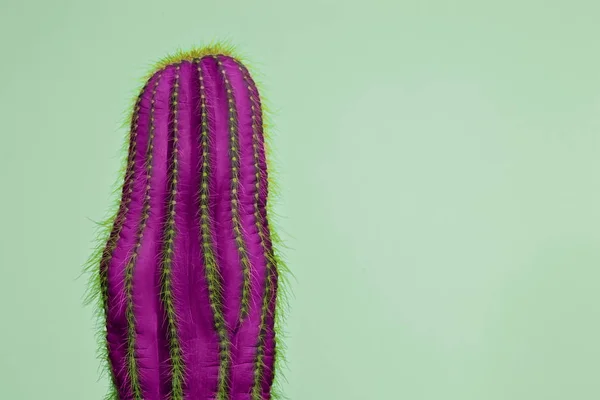 Kaktus moda zestaw Design. Orzechówka minimalne. Modne kolory jasne. — Zdjęcie stockowe