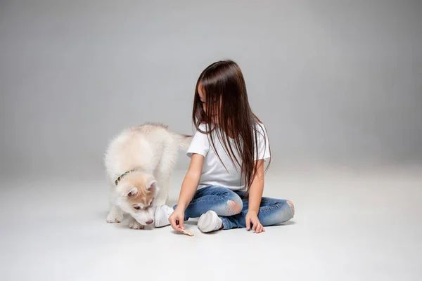 Portret radosny małej dziewczynki zabawy z siberian husky szczeniaka na podłodze w studio — Zdjęcie stockowe