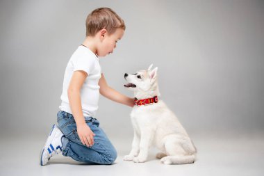 Eğleniyor Sibirya husky köpek yavrusu ile stüdyoda yerdeki küçük neşeli bir çocuk portresi. Hayvan, dostluk, aşk, evde beslenen hayvan, çocukluk, mutluluk, köpek, yaşam kavramı