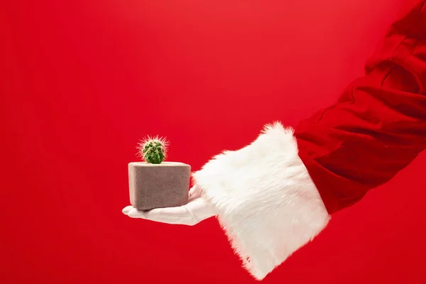 Hand av Santa Claus håller en kaktus växt på röd bakgrund — Stockfoto