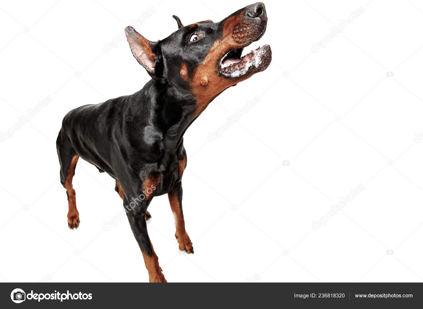 Mcnab Coat Of Arms Family Crest Cap CafePress