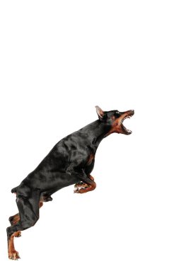 Doberman köpek izole Studio beyaz arka plan üzerinde