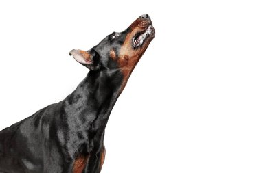 Doberman köpek izole Studio beyaz arka plan üzerinde