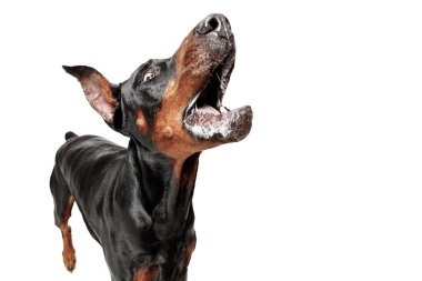 Doberman köpek izole Studio beyaz arka plan üzerinde