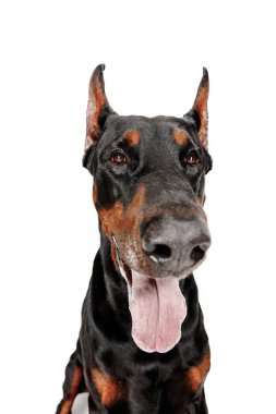 Doberman köpek izole Studio beyaz arka plan üzerinde