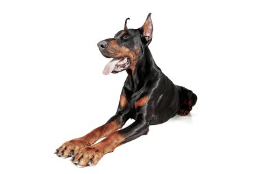 Doberman köpek izole Studio beyaz arka plan üzerinde