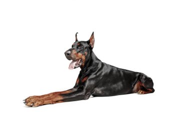 Doberman köpek izole Studio beyaz arka plan üzerinde