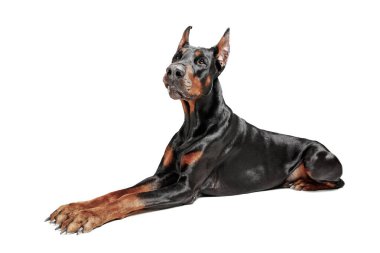 Doberman köpek izole Studio beyaz arka plan üzerinde