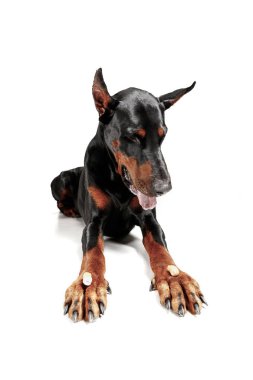 Doberman köpek Isolated Studio beyaz arka plan üzerinde. Yurtiçi hayvan kavramı