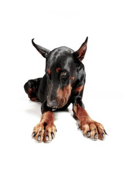 Doberman köpek izole Studio beyaz arka plan üzerinde