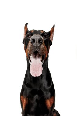 Doberman köpek izole Studio beyaz arka plan üzerinde