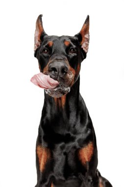 Doberman köpek izole Studio beyaz arka plan üzerinde