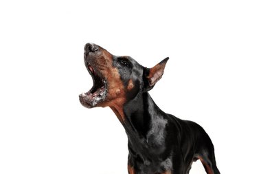 Doberman köpek izole Studio beyaz arka plan üzerinde
