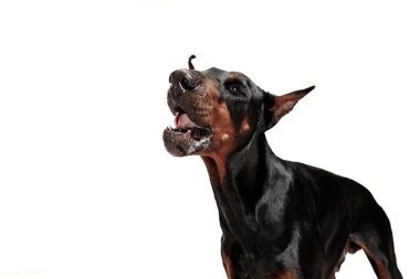 Doberman köpek izole Studio beyaz arka plan üzerinde