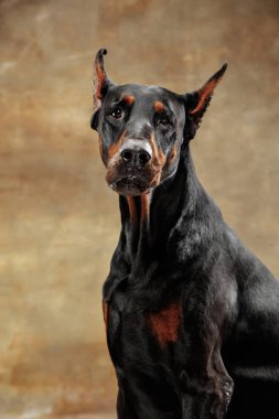 Doberman Pinscher, stüdyo arka plan üzerinde duygusal köpek