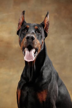 Doberman Pinscher, stüdyo arka plan üzerinde duygusal köpek