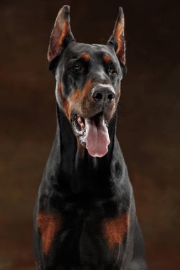 Doberman Pinscher, stüdyo arka plan üzerinde duygusal köpek