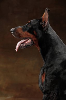 Doberman Pinscher, stüdyo arka plan üzerinde duygusal köpek