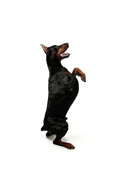 Doberman Dog isolato su sfondo bianco in studio — Foto Stock