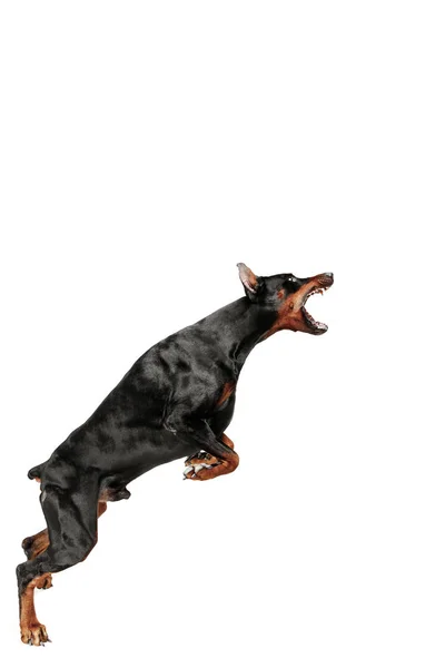 Doberman perro aislado sobre fondo blanco en estudio — Foto de Stock