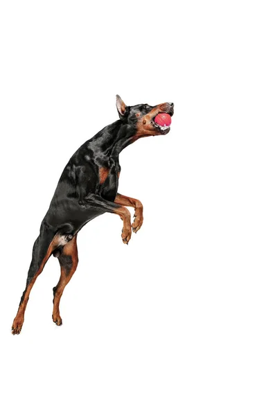 Dobermann Hund isoliert auf weißem Hintergrund im Studio — Stockfoto