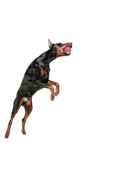 Doberman Dog isolado no fundo branco no estúdio — Fotografia de Stock