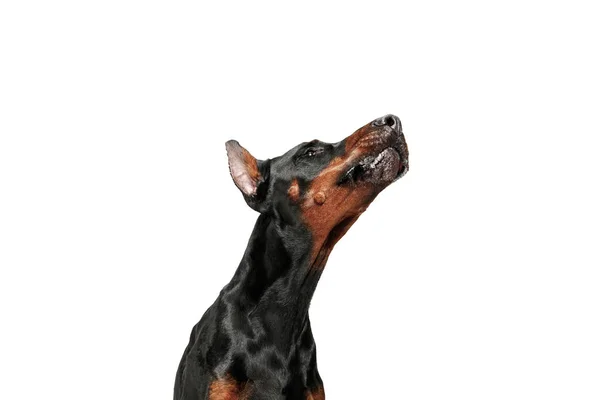 Doberman Dog isolado no fundo branco no estúdio — Fotografia de Stock