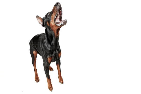 Dobermann Hund isoliert auf weißem Hintergrund im Studio — Stockfoto