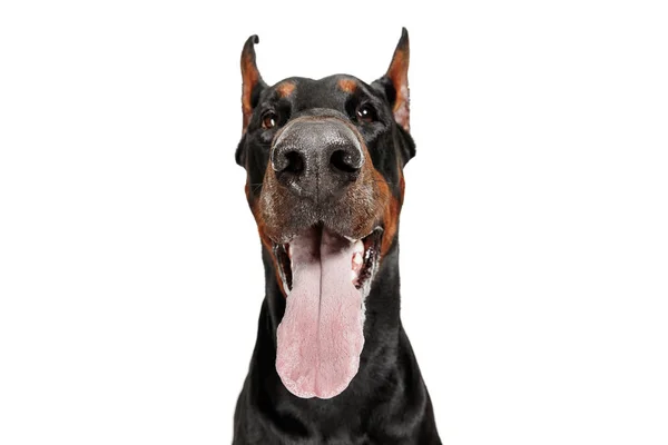 Doberman perro aislado sobre fondo blanco en estudio —  Fotos de Stock