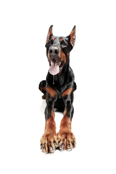 Doberman hond geïsoleerd op een witte achtergrond in de studio — Stockfoto