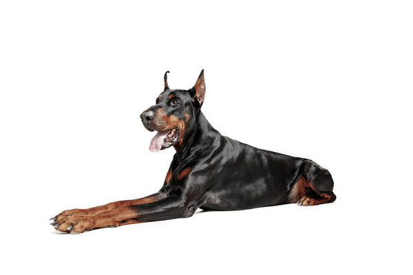 Doberman Dog Isolated on White Background in studio