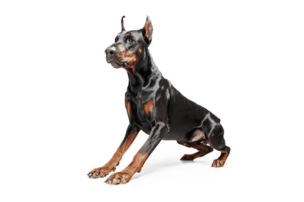 Doberman Dog isolado no fundo branco no estúdio — Fotografia de Stock