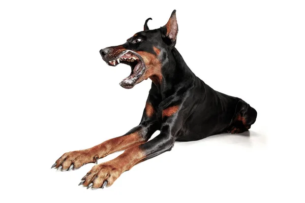 Doberman hund isolerade på vit bakgrund i studio — Stockfoto