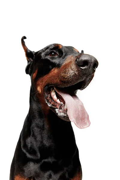 Doberman hund isolerade på vit bakgrund i studio — Stockfoto