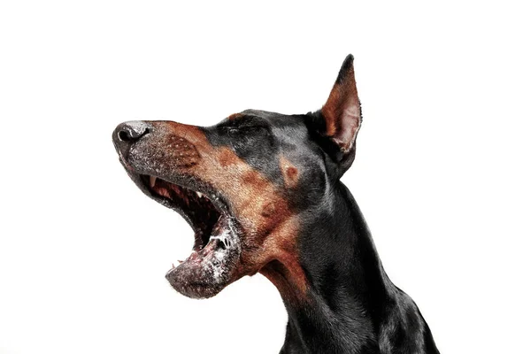 Doberman hond geïsoleerd op een witte achtergrond in de studio — Stockfoto