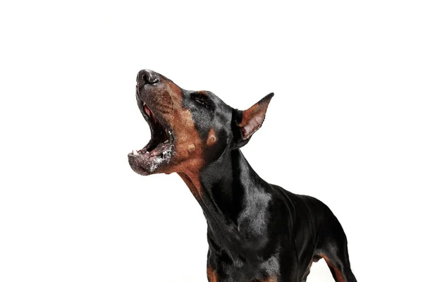 Doberman hund isolerade på vit bakgrund i studio — Stockfoto
