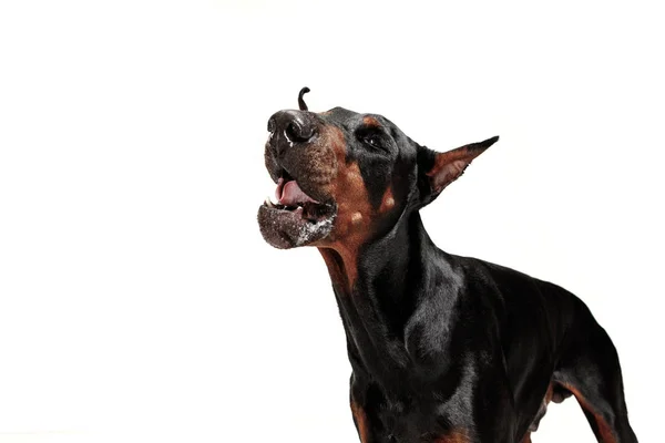 Doberman perro aislado sobre fondo blanco en estudio —  Fotos de Stock