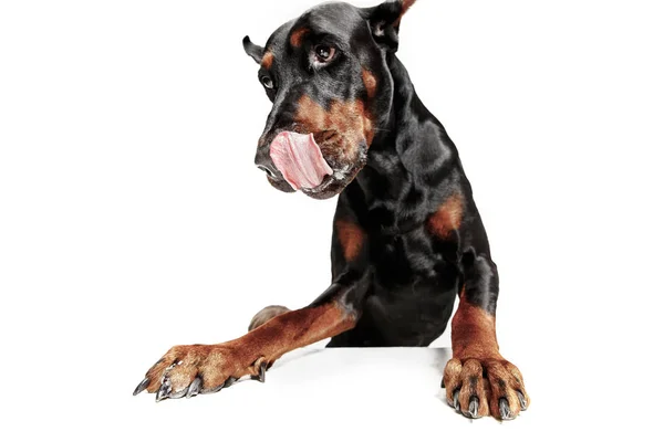 Doberman Dog isolado no fundo branco no estúdio — Fotografia de Stock