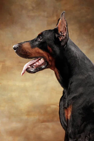 Dobermann Pinscher, emotionele hond op studio achtergrond — Stockfoto