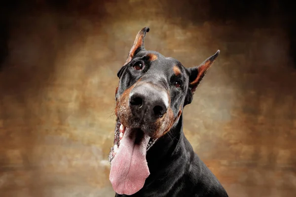 Доберман-пінчер, емоційний собака на фоні студії — стокове фото