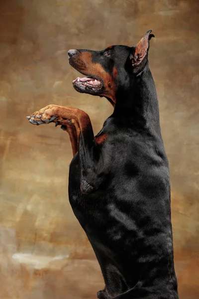Doberman Pinscher, συναισθηματική σκυλί στο ιστορικό στούντιο — Φωτογραφία Αρχείου